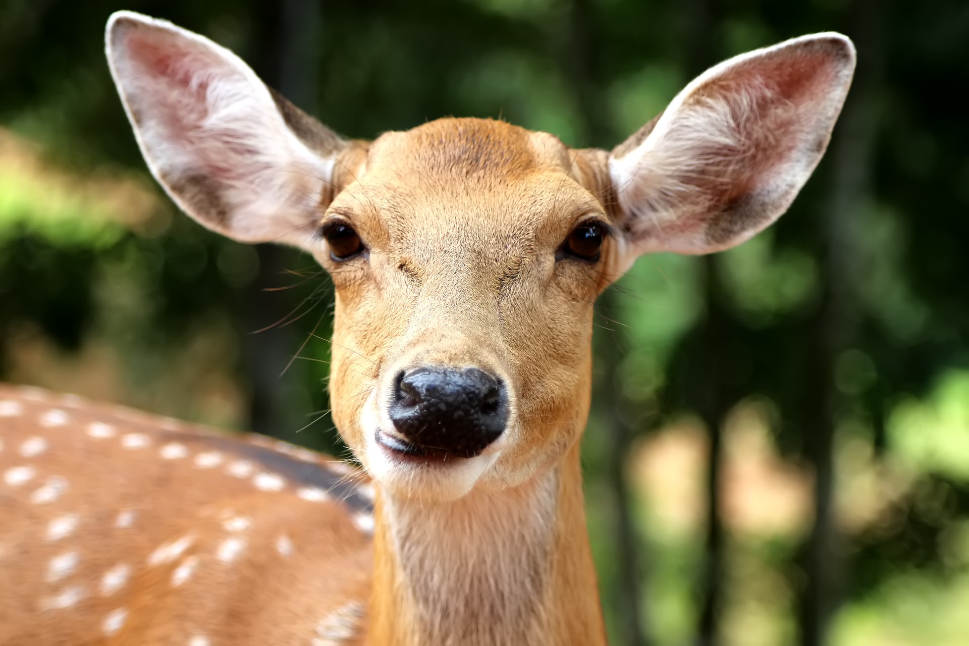 Photo of a deer looking at the camera.